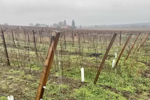 Die Enzellage Wachenheimer Belz wurde neu bestockt
