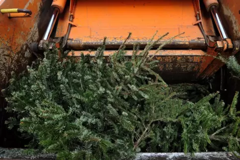 In Pirmasens werden ausgediente Christbäume zu Kompost geschreddert.