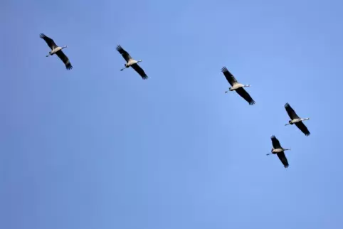 Die ungewöhnlich kleine Gruppe der Kraniche beim Rundflug über Battweiler am Neujahrstag, um die aufsteigenden Winde zum Weiterf