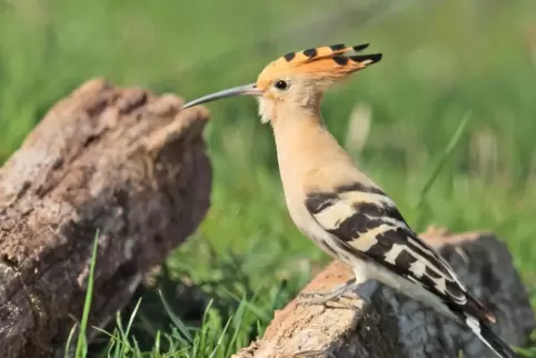 Zebrastreifen auf den Flügeln, orange Punkfrisur, langer Schnabel: Schick und unverwechselbar kommt der Wiedehopf daher. 