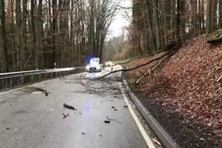Dieser Baum fiel zwischen Winzeln un Bottenbach auf ein fahrendes Auto. Der Fahrer blieb unverletzt.