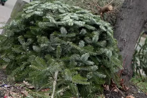 Soll am Straßenrand deponiert werden: der Christbaum.