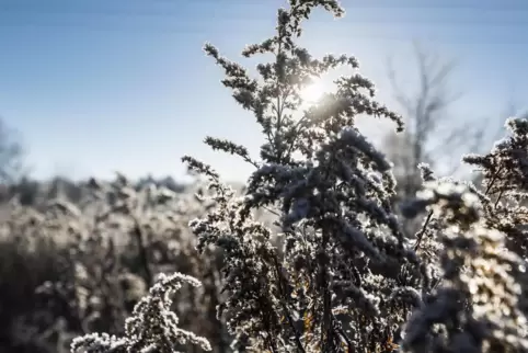 Kälte und Frost gab es im vergangenen Frühjahr bis in den Mai hinein.