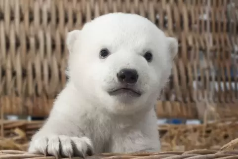 Der kleine Eisbär kommt in die Nordpfalz – allerdings „nur“ als Zeichentrickfilm. Der kleine Eisbär kommt in die Nordpfalz – allerdings „nur“ als Zeichentrickfilm.