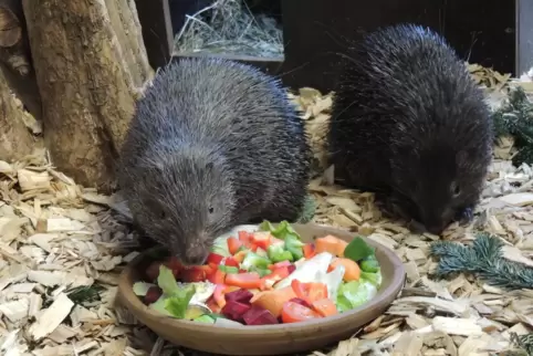 Die beiden Palawan-Stachelschweine haben sich vom ersten Tag an gut verstanden. 