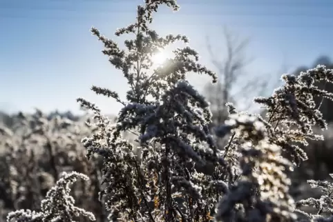 Kälte und Frost gab es im vergangenen Frühjahr bis in den Mai hinein.
