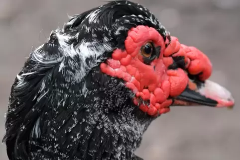 Tiere wie die Warzenente können im Fall der Fälle relativ schnell eingesperrt werden.