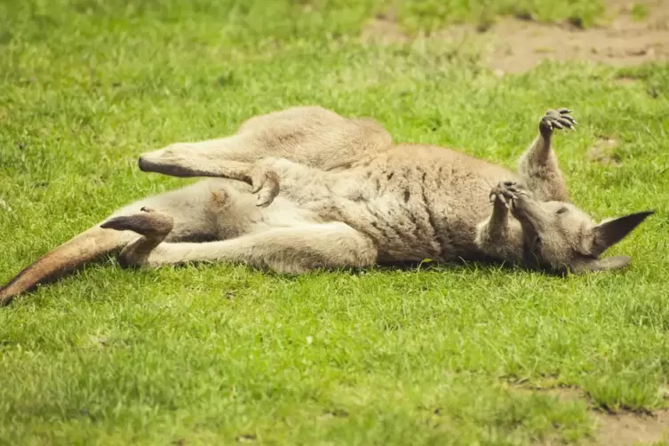 Genüsslich räkelt sich das Känguru im Saarbrücker Zoo.