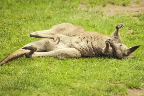 Genüsslich räkelt sich das Känguru im Saarbrücker Zoo.