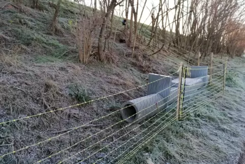 Dachse, die den Bahndamm zwischen Erpolzheim und Freinsheim durchlöchert haben, sollten in solchen Fallen gefangen und getötet w