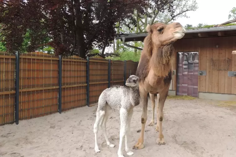 Der vielleicht auffälligste Nachwuchs im Zoo: der helle Dromdedarhengst Kemal kam im Mai zur Welt. 