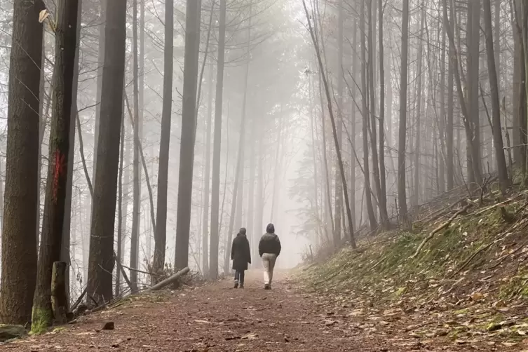 Nebel im Pfälzerwald.