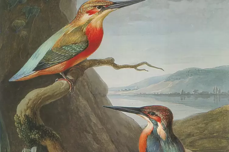 Eisv&ouml;gel &ndash; eine Gouache aus Mannlichs urspr&uuml;nglich 300 Bl&auml;tter umfassenden &bdquo;Sammlung Europ&auml;ischer V&ouml;gel&ldquo;.