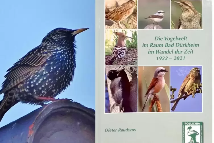 Ob der Star es vom Dach pfeift? Raudszus veröffentlicht ein Buch über die hiesige Vogelwelt.