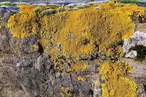  Die „Gewöhnliche Gelbflechte“ fällt durch ihre orange- und senfgelbe Färbung auf.