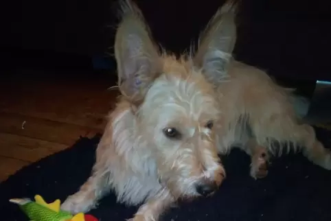 Fussel: Hund der Speyererin Burgis Heller aus Rumänien. 