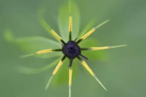Eine Einbeeren-Blüte mit den auffallend gelben Staubfäden. 