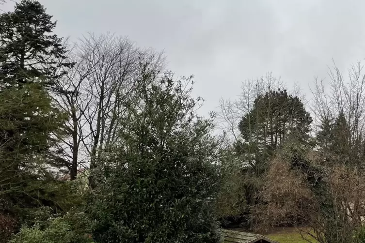 Blick auf das Gr&uuml;n, das &uuml;ber die Jahre auf dem Just-Gel&auml;nde in Kandel gewachsen ist. 