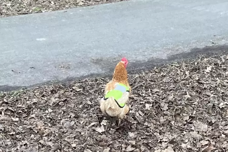 Ein Huhn mit Warnweste.
