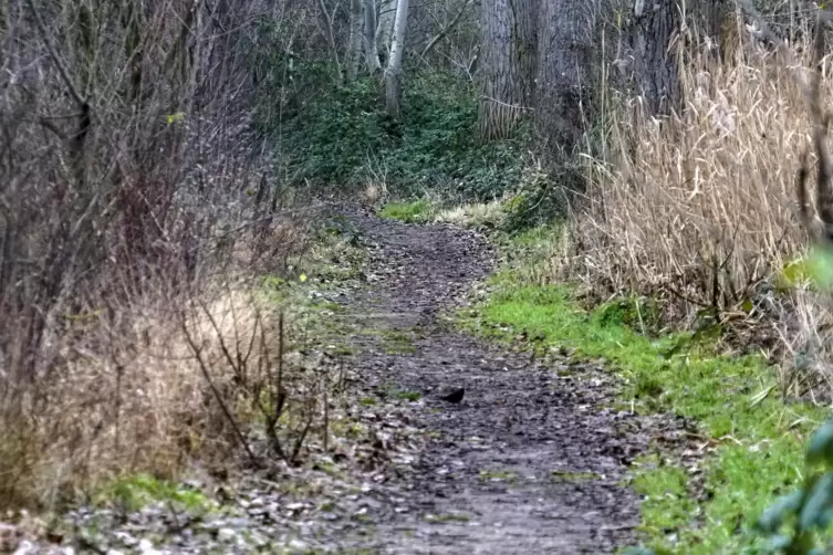 Noch kann man erkennen, wie der Pfad durch den Baumstreifen verl&auml;uft. Der Weg am See muss aufgegeben werden, sagt eine Biologin.