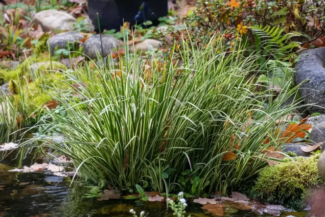 Sogar am Wasser fühlt sich das Sauergrasgewächs wohl , wie hier die Weißrandige Segge. Sogar am Wasser fühlt sich das Sauergrasgewächs wohl , wie hier die Weißrandige Segge.