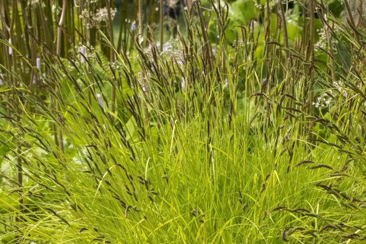 Carex elata &rsquo;Aurea&rsquo; f&uuml;hlt sich auch im Schatten wohl. 
