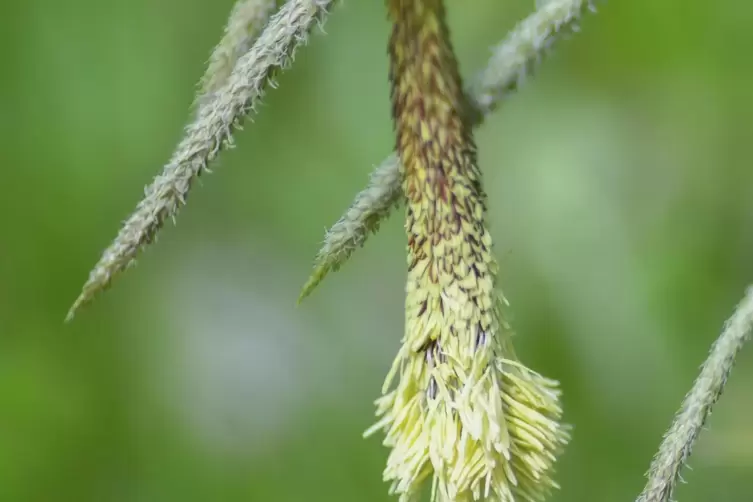 Die Riesen-Segge gl&auml;nzt mit Gr&ouml;&szlig;e und Bl&uuml;ten. 