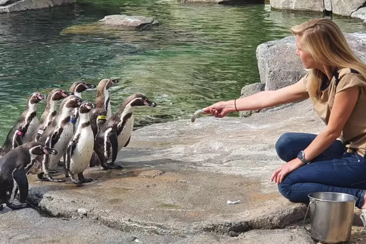 Laut Biologin Sabrina Linn (hier im Bild bei der Fütterung) sind die Pinguine immer ein Garant für Unterhaltung und Überraschung