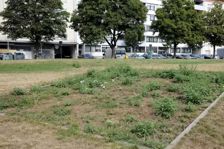 Ungepflegtes Gr&uuml;n an der Heinigstra&szlig;e: In dem Beet war 2003 das Stadtlogo zum 150, Geburtstag von Ludwigshafen. 