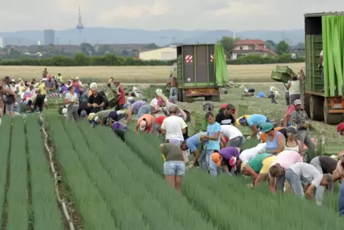 Werden Erntehelfer demnächst 12 Euro Mindestlohn zustehen? Ziel der Regierung ist es zumindest mal. 