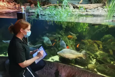 Konzentriert: Aquaristin Florence Neu beim Zählen der Fische. Konzentriert: Aquaristin Florence Neu beim Zählen der Fische.