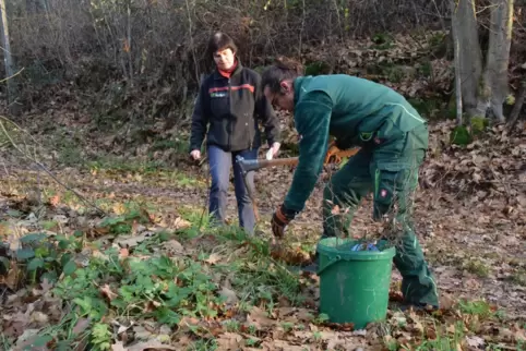 Revierleiterin Bettina Weber und Gemeindearbeiter und Forstwirt Andreas Grießmer beim Pflanzen von Hainbuchen.