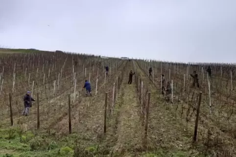 25 Südpfälzer halfen am Montag in Weinbergen an der Ahr.
