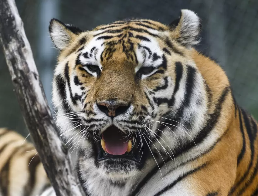 Die Tigerin wurde am Dienstag eingeschläfert.