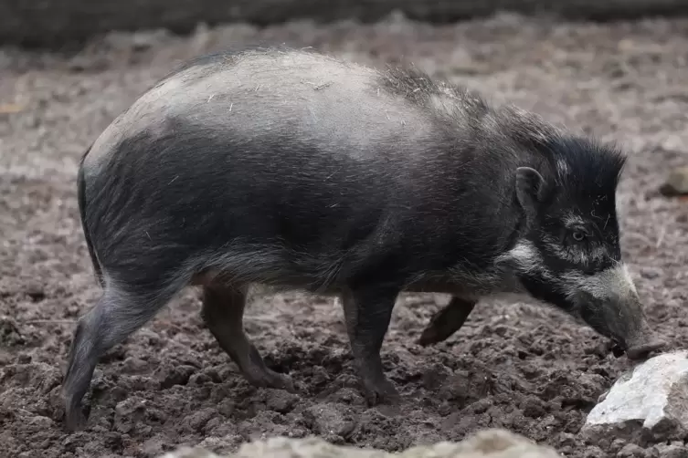 Im Landauer Zoo leben fünf Pustelschweine. 