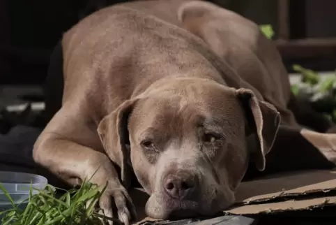 Bei der Hundesteuer bleibt alles wie es ist.