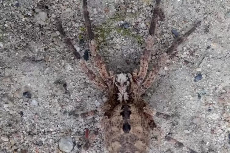 R&uuml;ckenzeichnung der Nosferatu-Spinne. 