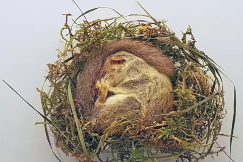 Ein Siebenschläfer im Winterschlaf.