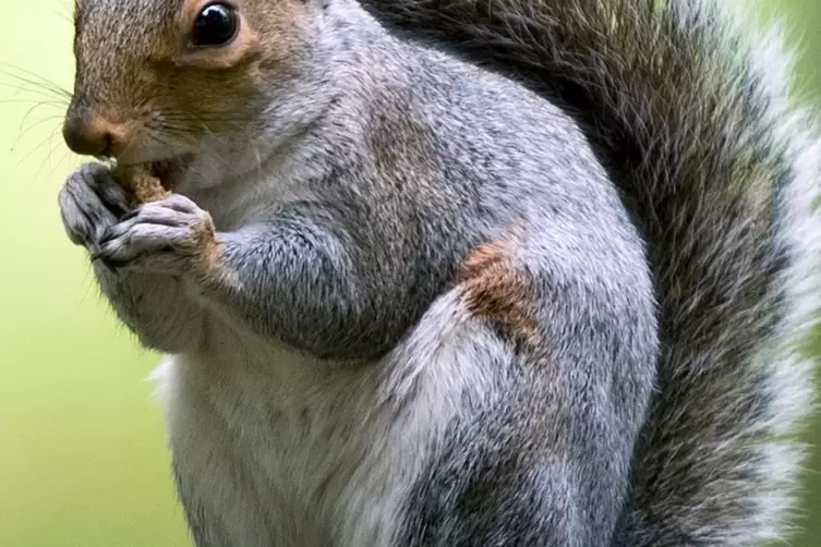 Auch das Grauh&ouml;rnchen profitiert vom Niedlichkeitsfaktor. 