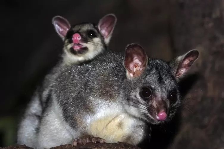  Der australische Fuchskusu r&auml;umt in Neuseeland Vogelnester leer. 