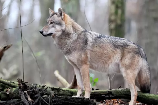 Geeigneten Lebensraum würde der Wolf auch im Landkreis Kaiserslautern finden, meint Kreisjagdmeister Hubertus Gramowski. Geeigneten Lebensraum würde der Wolf auch im Landkreis Kaiserslautern finden, meint Kreisjagdmeister Hubertus Gramowski.