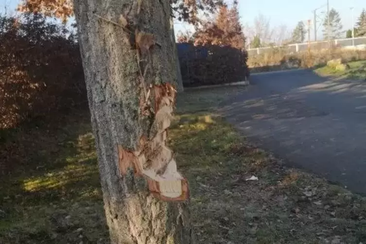 Gehackt: ein Baum in der F&uuml;genanlage. 