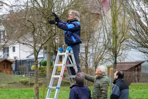 NaturFreunde Maximiliansau beim Baumschneiden in kleinen Gruppen. 