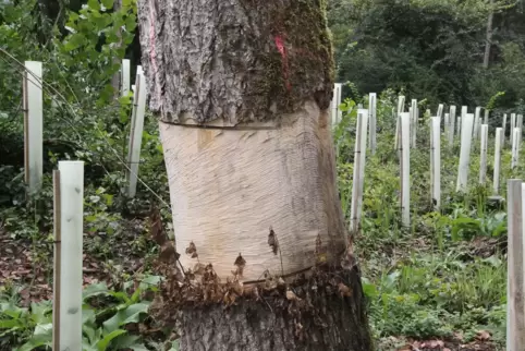 Bei Aufpflanzungen kahler Flächen setzt der Forst in Erlenbach auf Wildlinge aus dem eigenen Wald. 