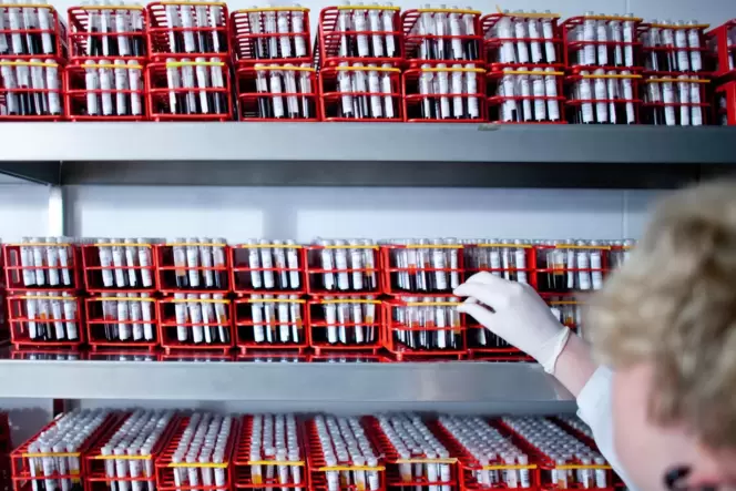 in einem Kühlraum der Deutsche Knochenmarkspenderdatei (DKMS) in Dresden lagern Blutproben. in einem Kühlraum der Deutsche Knochenmarkspenderdatei (DKMS) in Dresden lagern Blutproben.