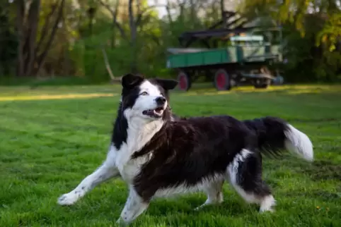Die Stadt wird prüfen, wo Platz für eine Hundewiese wäre, was zu tun wäre und wie viel es kosten würde.