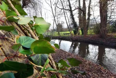 Im Jahr 2018 führte der Rehbach bei Iggelheim viel Wasser. Der Gewässerzweckverband plant eine Verlegung. 