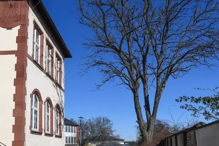 Steht an der Einfahrt zum Roxheimer Schulgelände: der Geweihbaum.
