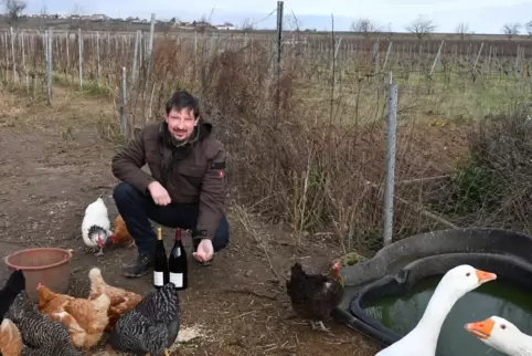 Die Bodenbearbeitung im Weinberg teilt sich der Oenologe Martin Haaß gerne mit seinen Hühnern. Die Gänse übernehmen den Schutz d