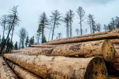 Borkenkäfer haben den Fichten stark zugesetzt, auch im Käshofer Wald. 
